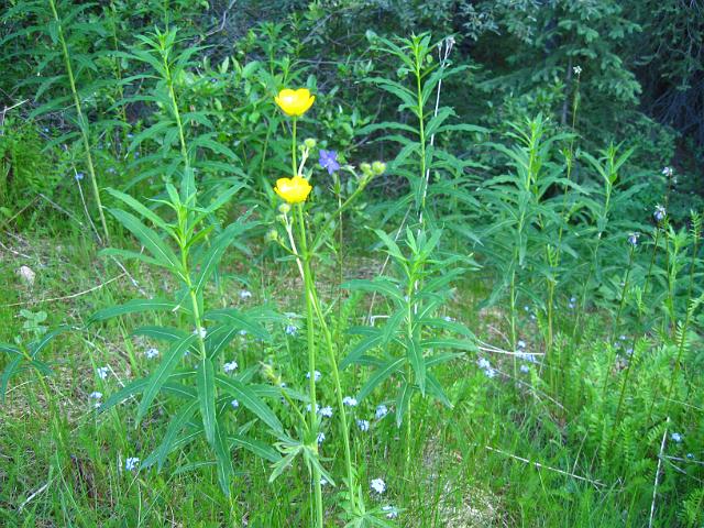 Canadian Rockies-192.JPG - O'Hara Lake Trail